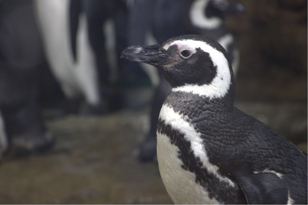 台灣全新Xpark 八景島4