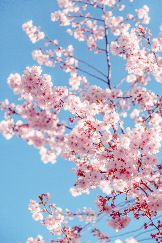 Pinterest