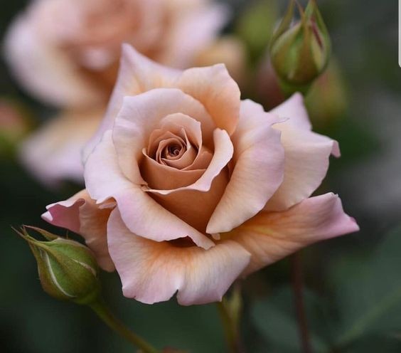 Pinterest
