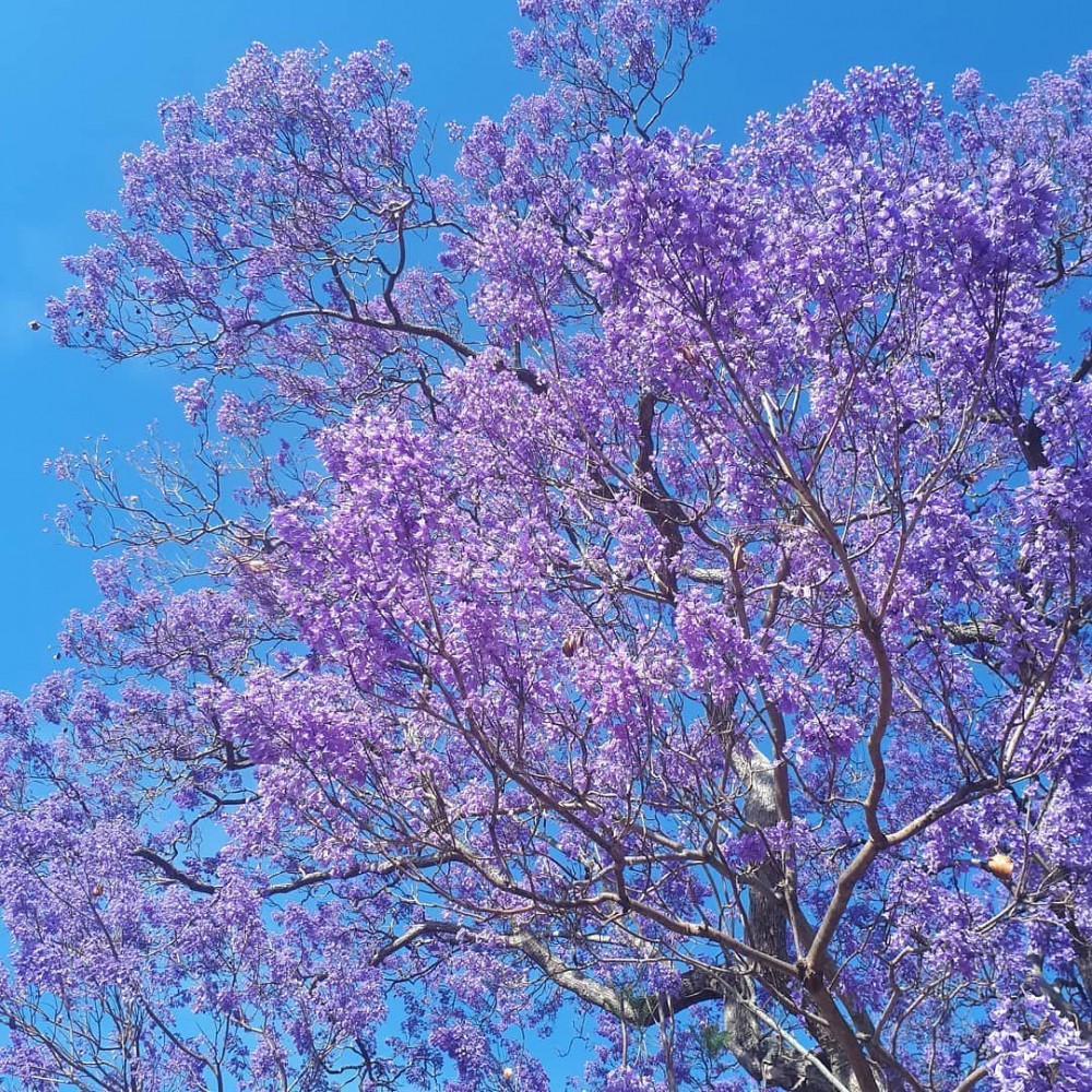 IG @ backstreetbrisbane