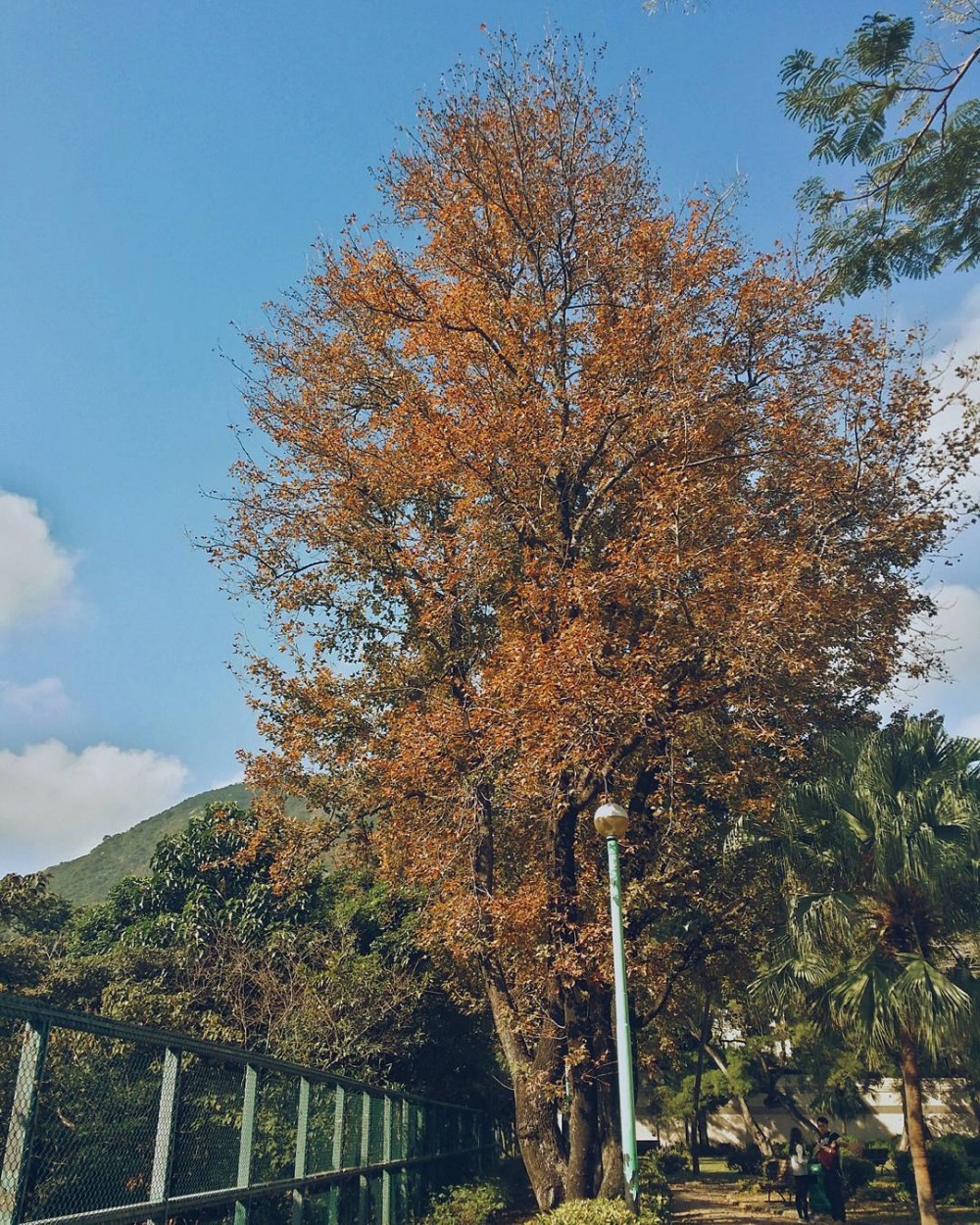 IG @ cl_pang
