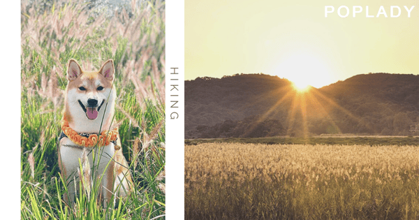 【芒草、蘆葦、稻田季節】不用行大東山,也可輕鬆影同類打卡景!拍出浪漫的秋日美景