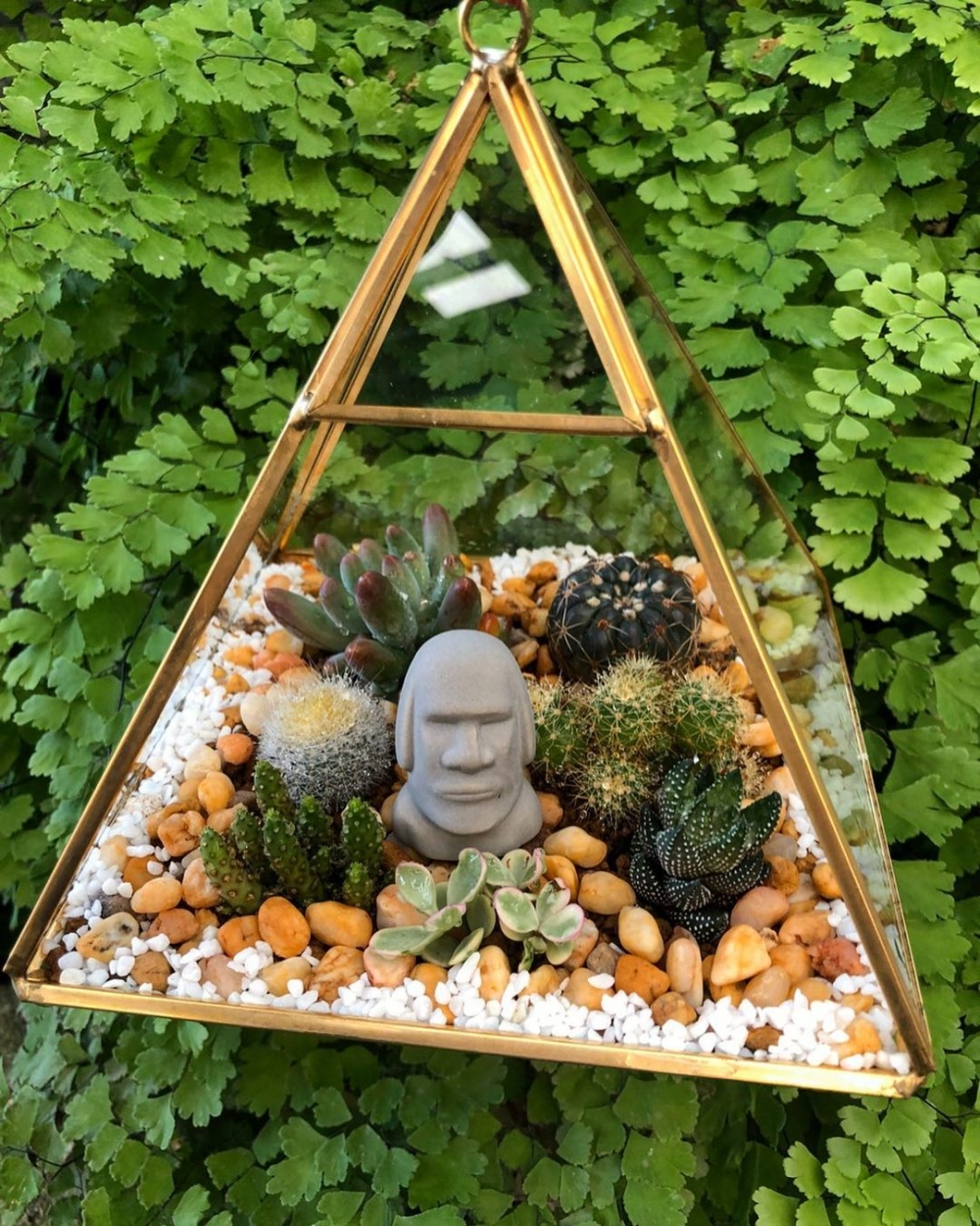 Instagram @raw_cactus