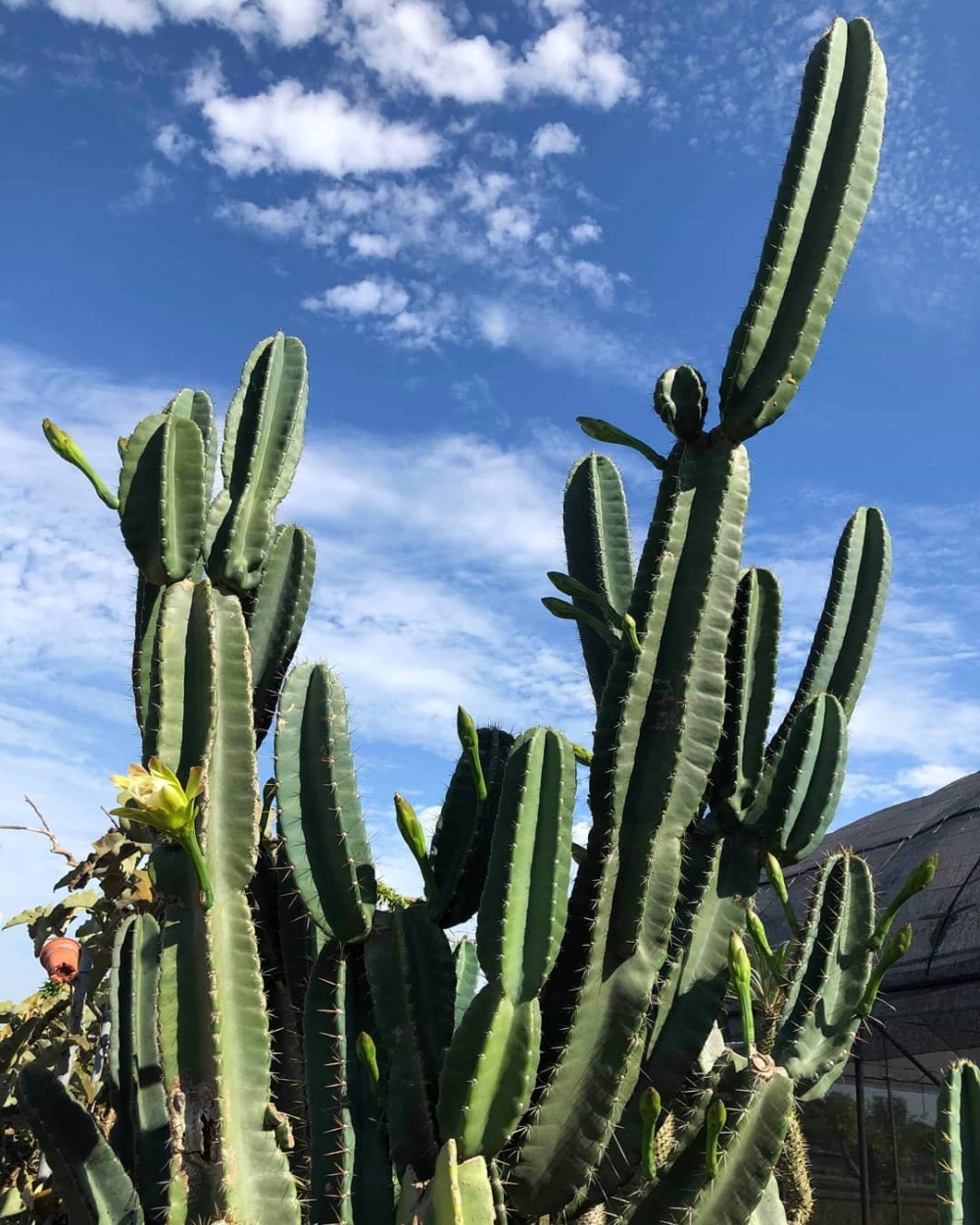 Instagram @raw_cactus