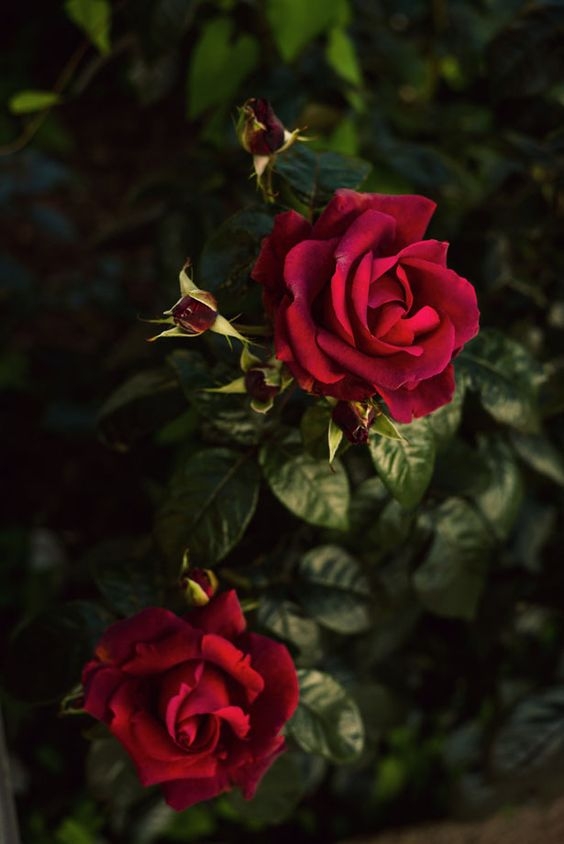 Pinterest