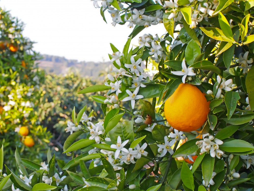 TImotei orange