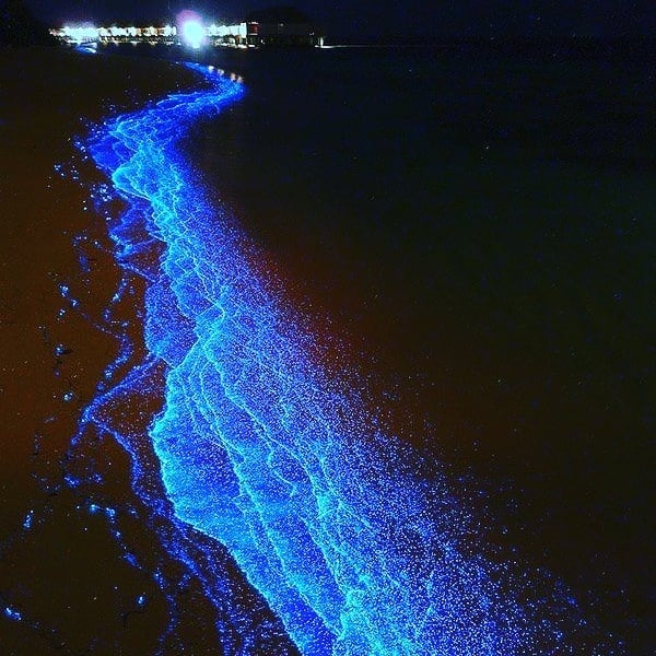 IG @_bioluminescence_