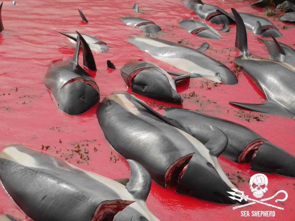 Sea Shepherd Faroe Islands Campaign