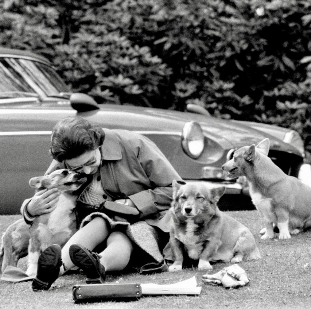 此生至少擁有30隻歌基犬的愛狗人士—英國女皇
