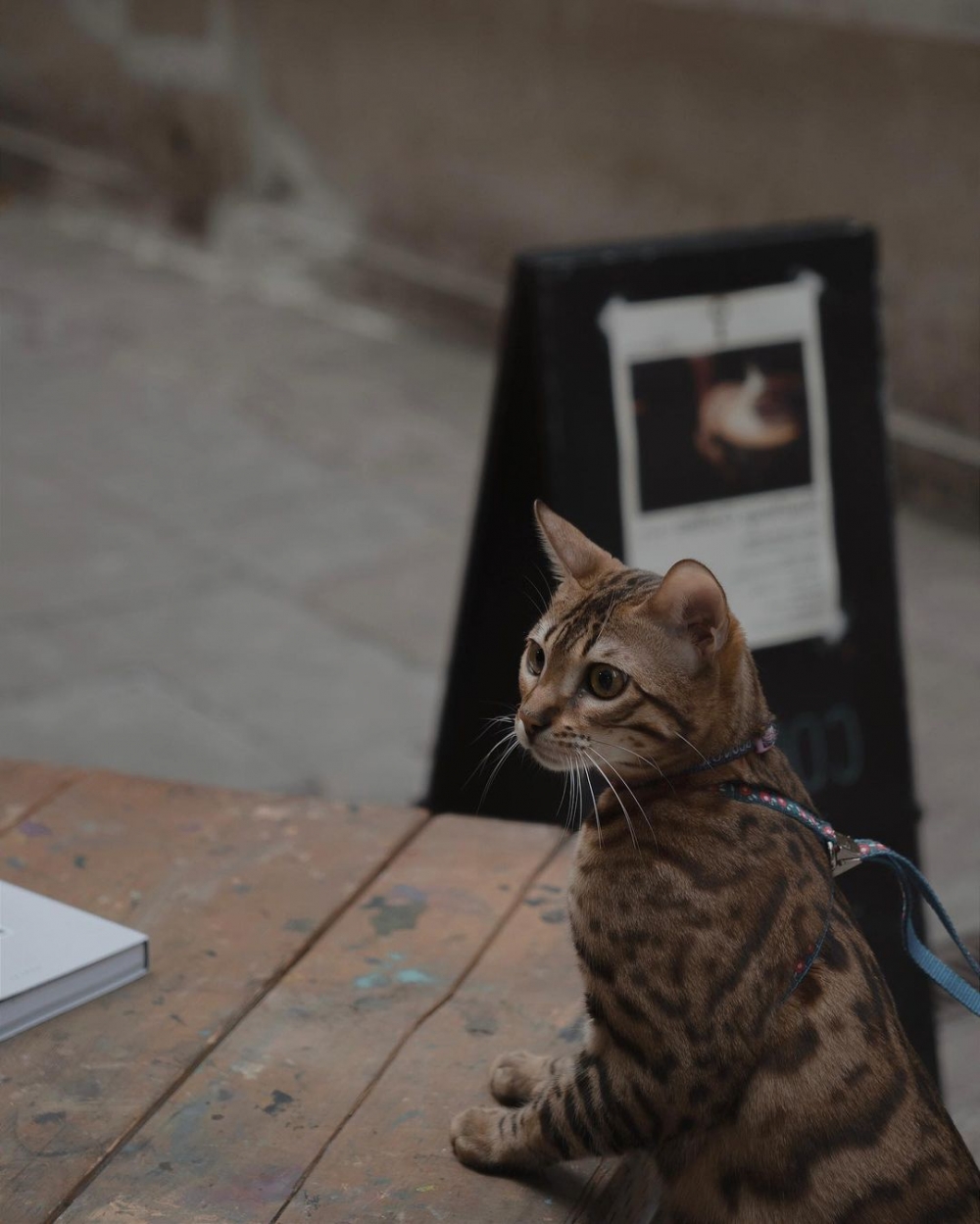 Halfway Coffee即是一間寵物友善咖啡店。