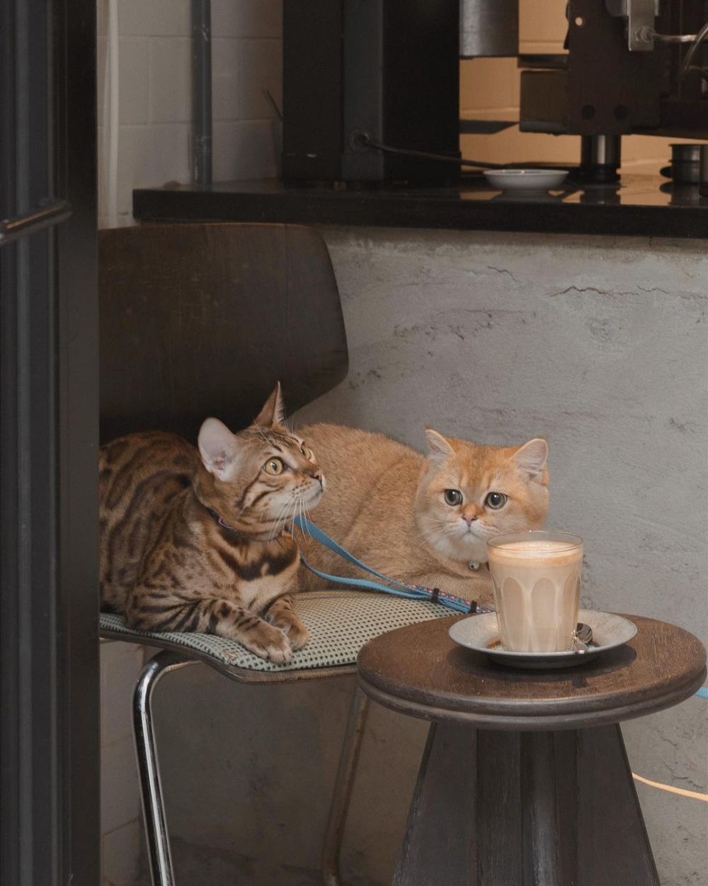 一杯Oat Latte,以咖啡豆的香氣加上燕麥奶的甜度。