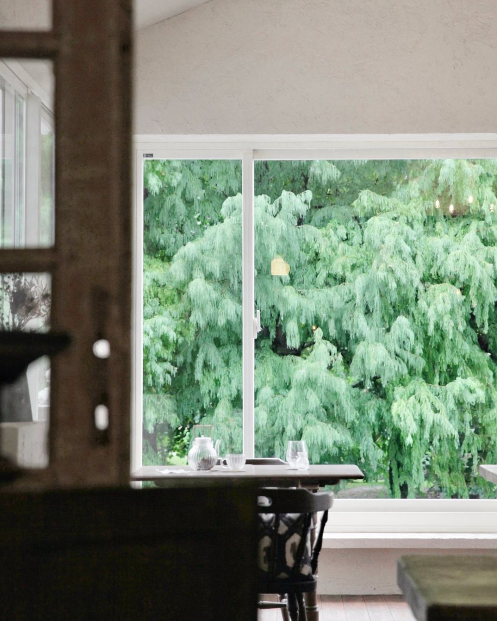 店內能從窗從看見一看見第一排的落羽松景緻。