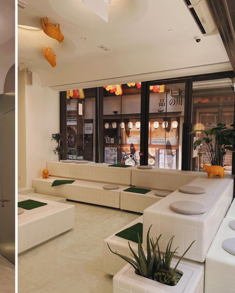 俏皮的狸貓化成太空貓,宛如在太空漫步。