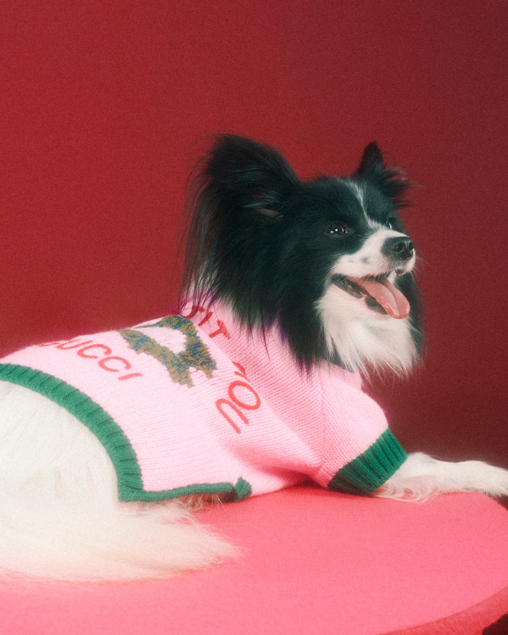 Gucci Pet Collection