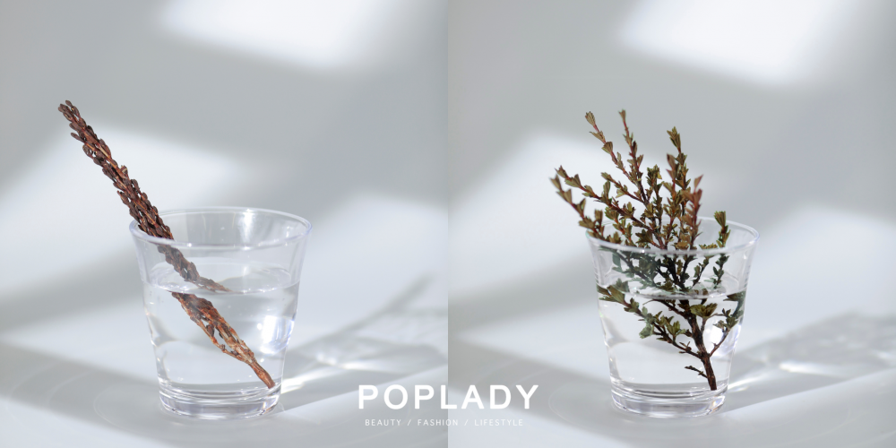 「復活草」密羅木擁有超強再生能力,一旦與水分接觸,12小時內都會「復活」。