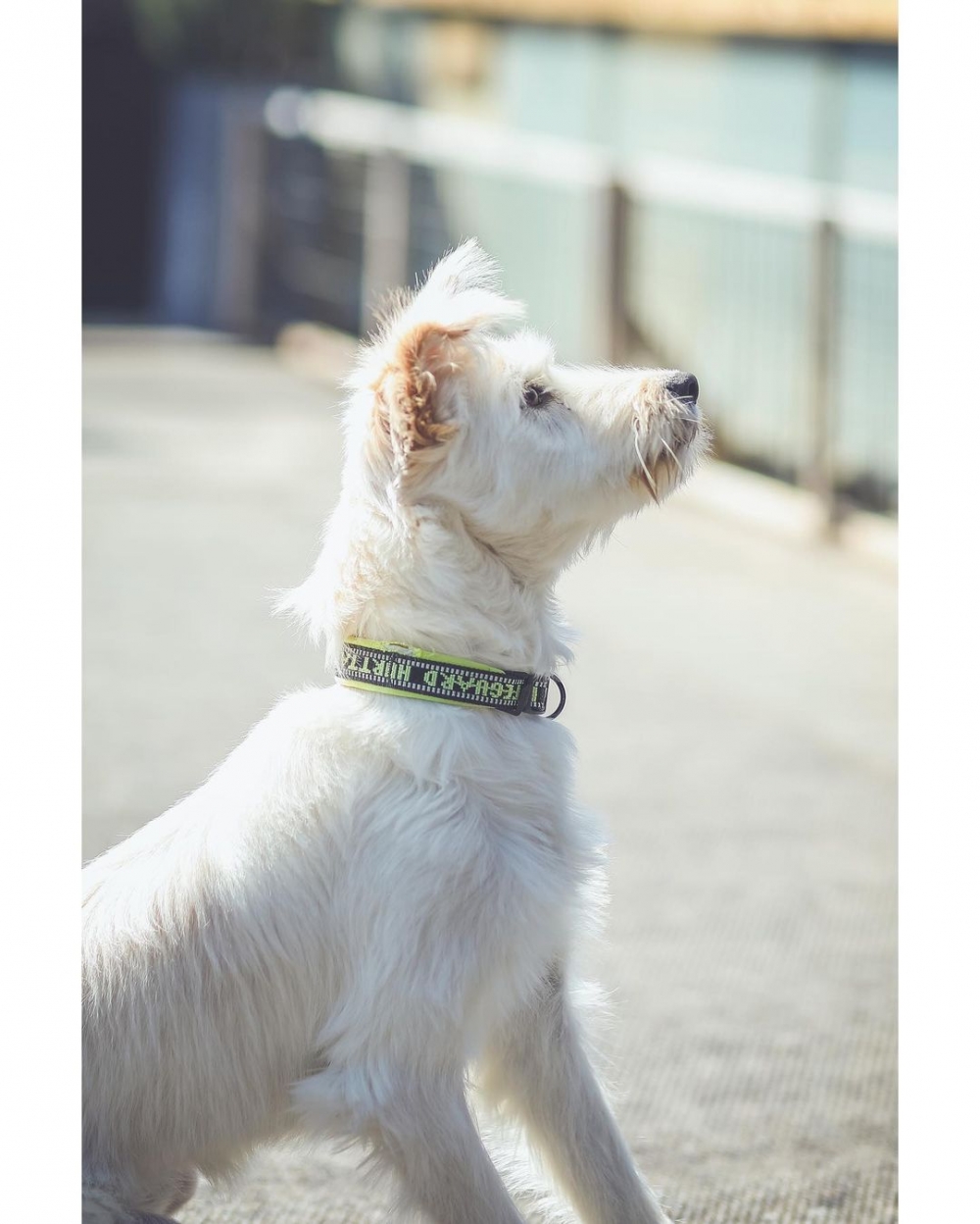 牠被照顧得很好呢!