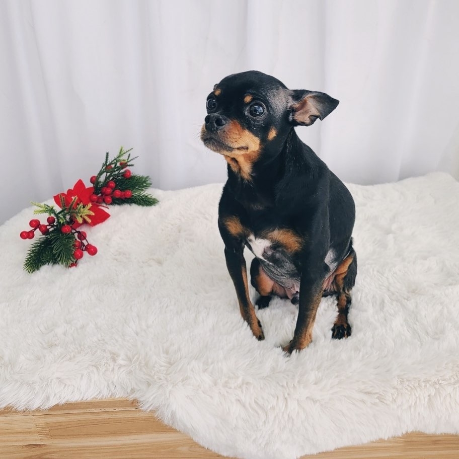 劇裡劇外都是愛狗人士