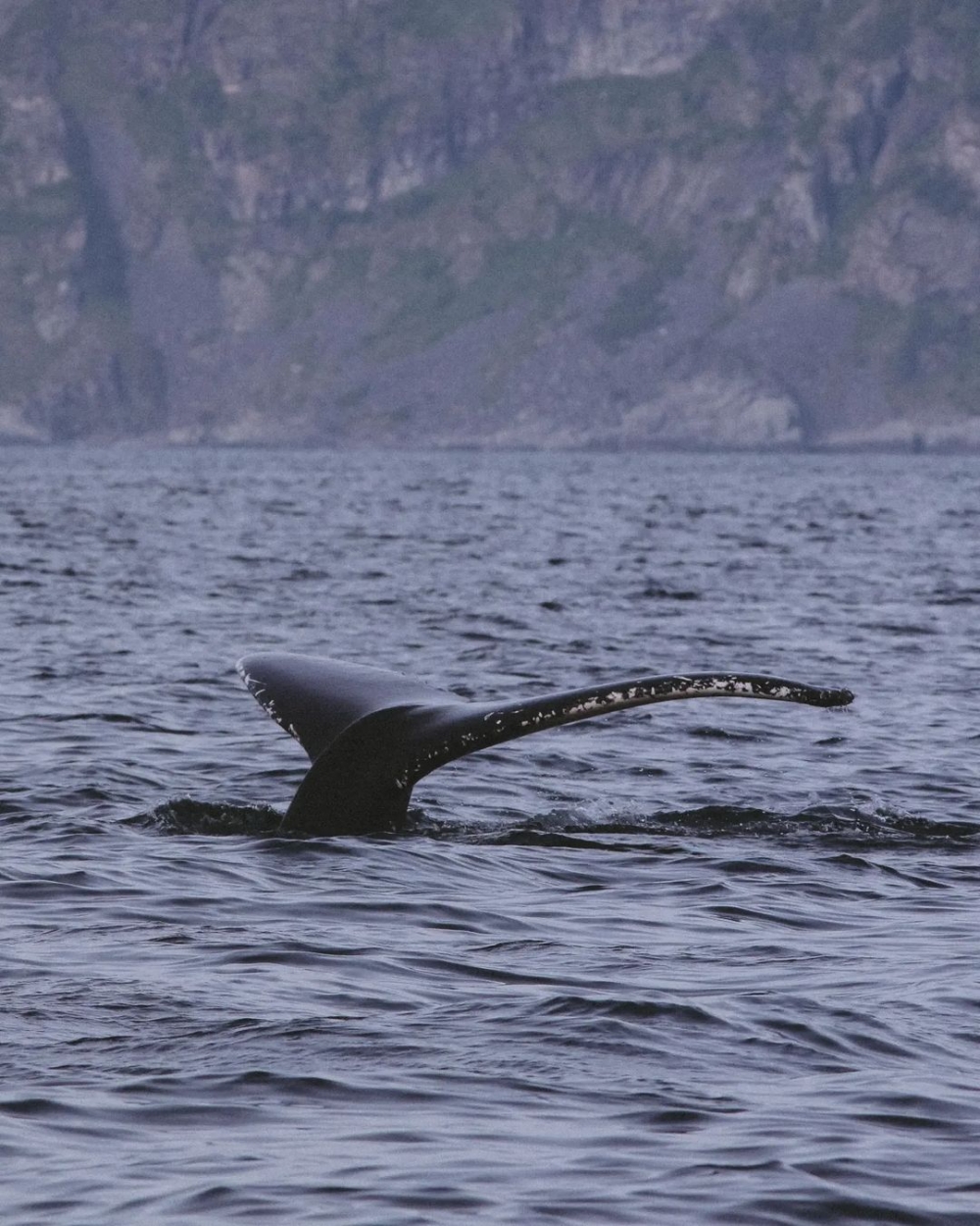 航海時不乏看見可愛的海洋生物
