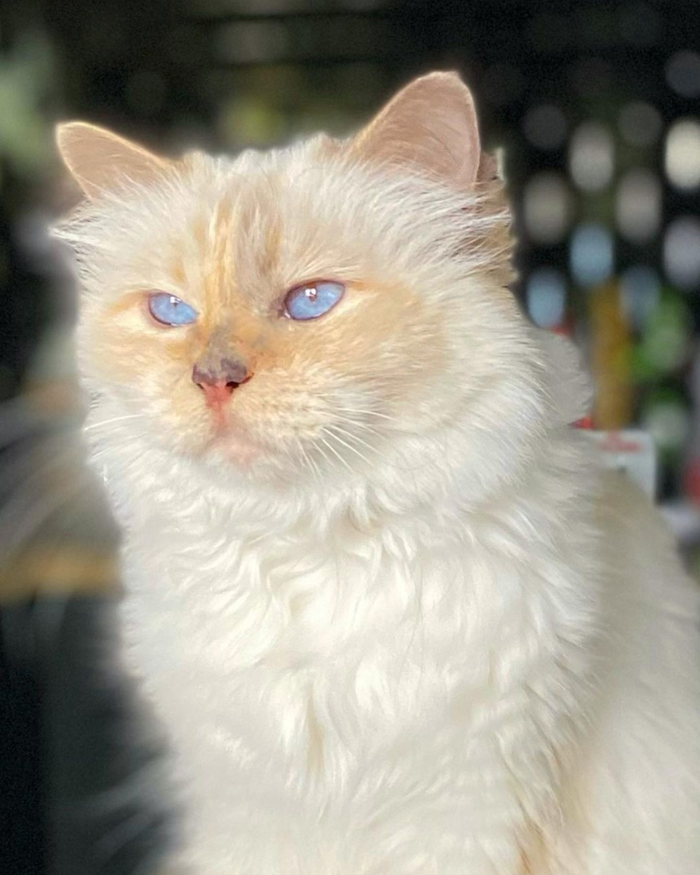 集萬眾寵愛於一身的貓咪。