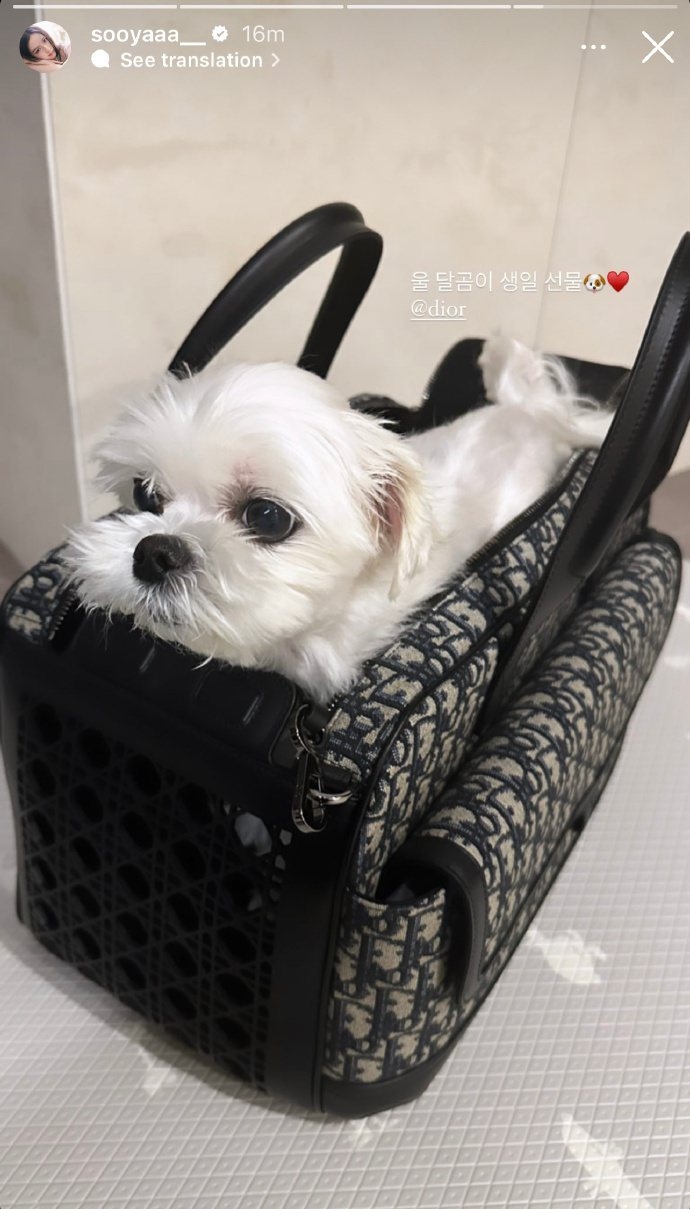 Jisoo這回曬出的愛犬「Dalgom」月熊的生日禮物正是出自於Dior 2023 年春季的最新款式