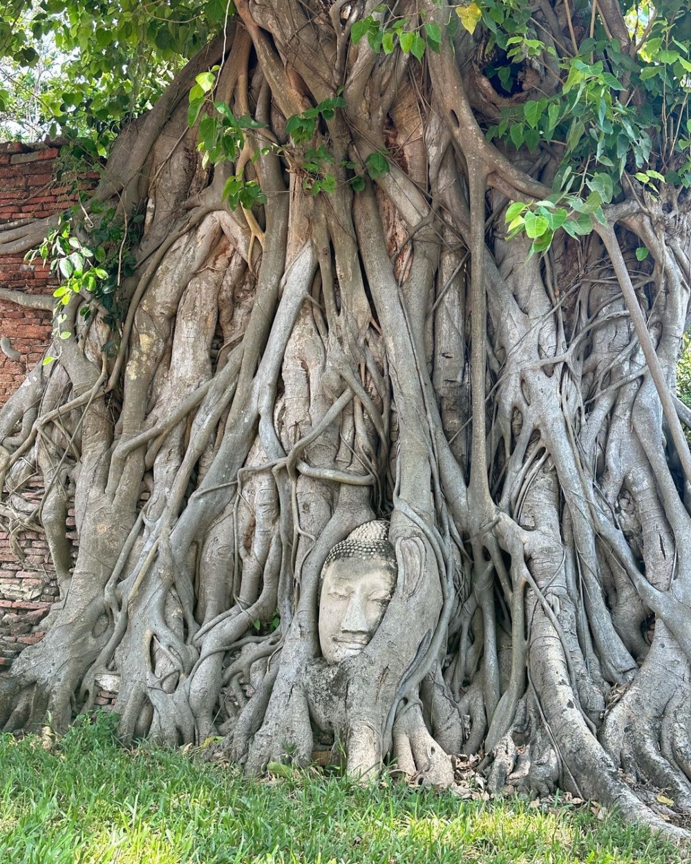 瑪哈泰寺樹中佛是必拍景點