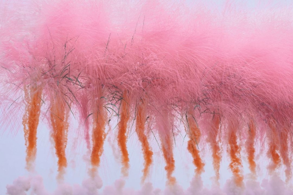 在白天綻放的《櫻花滿天的日子》。