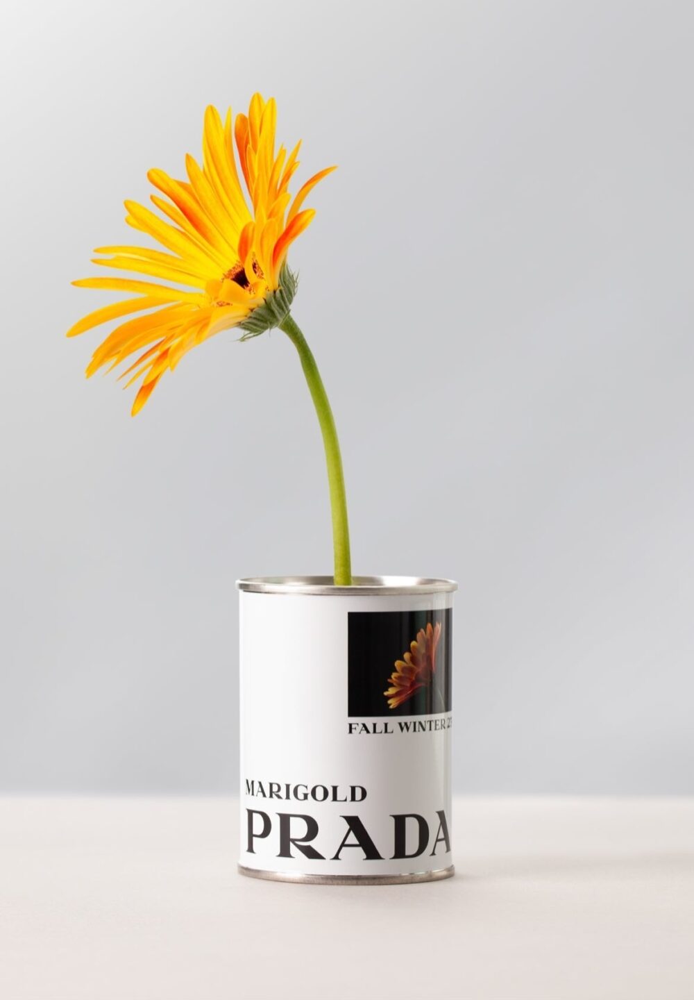 Prada「花卉種子罐頭」