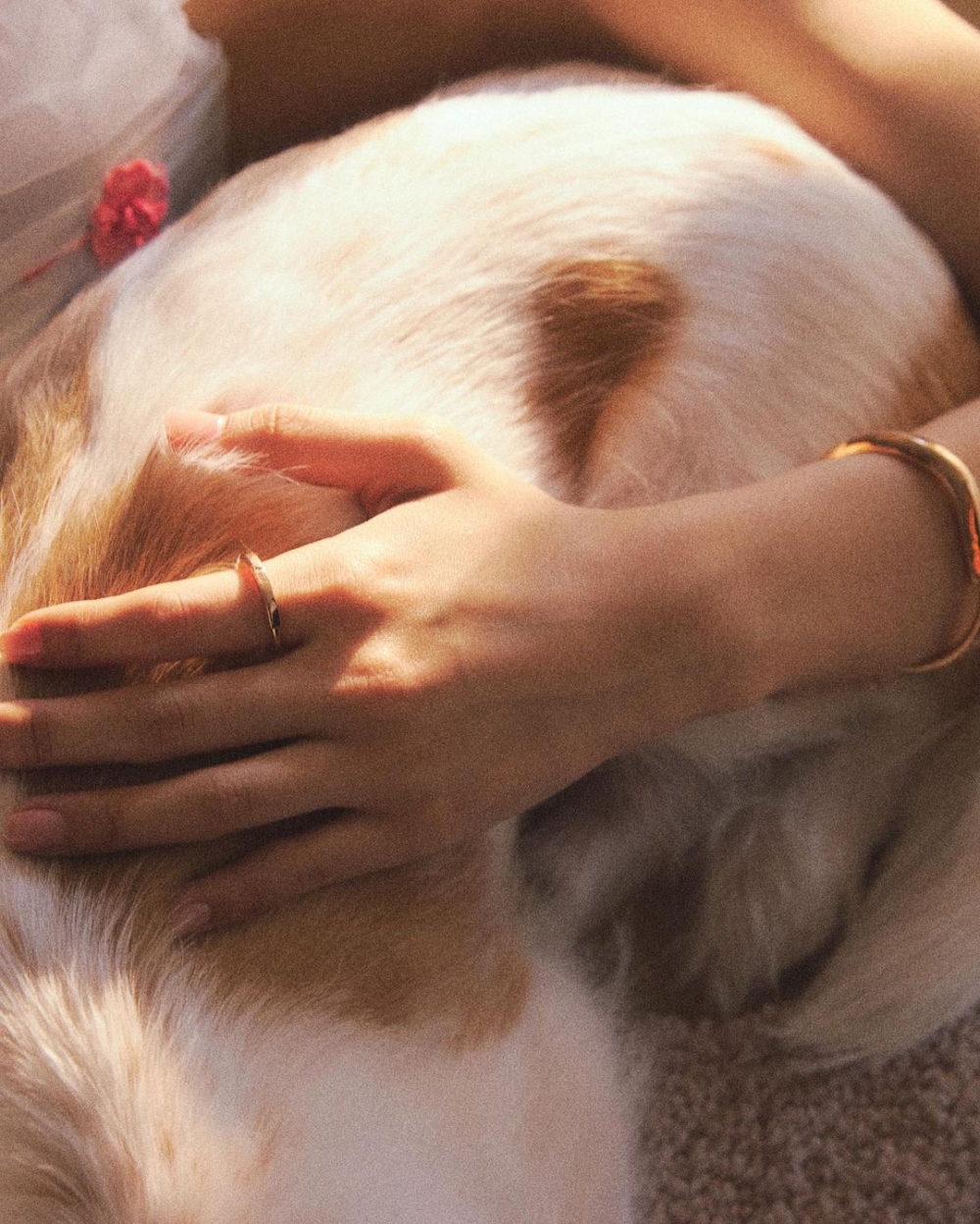 Rosé輕撫愛犬,融入了幾分柔美恬淡的氛圍