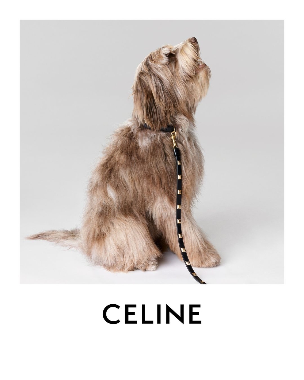 金字塔形飾釘平滑小牛皮幼狗帶。