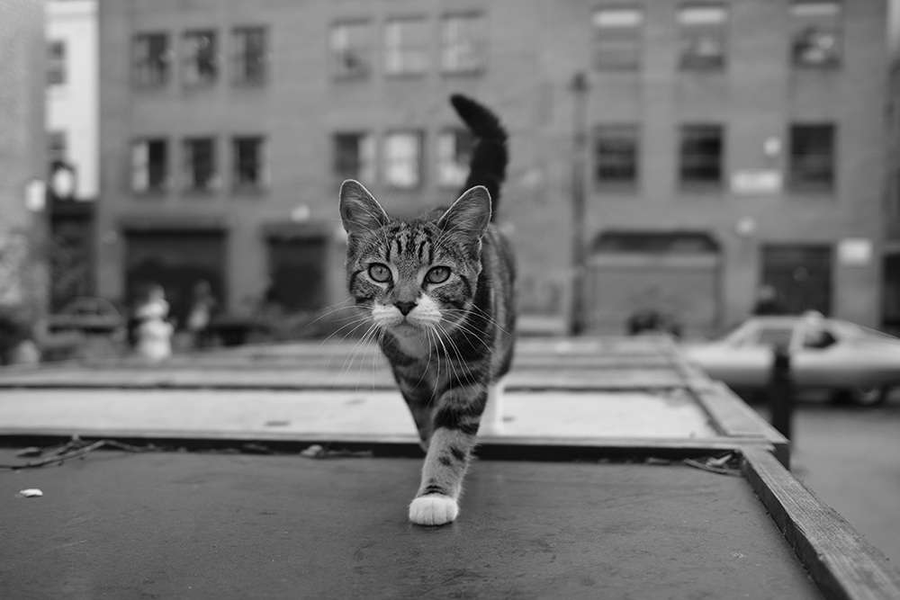 「ACROS」黑白膠片模式,享受不需後製的樂趣。