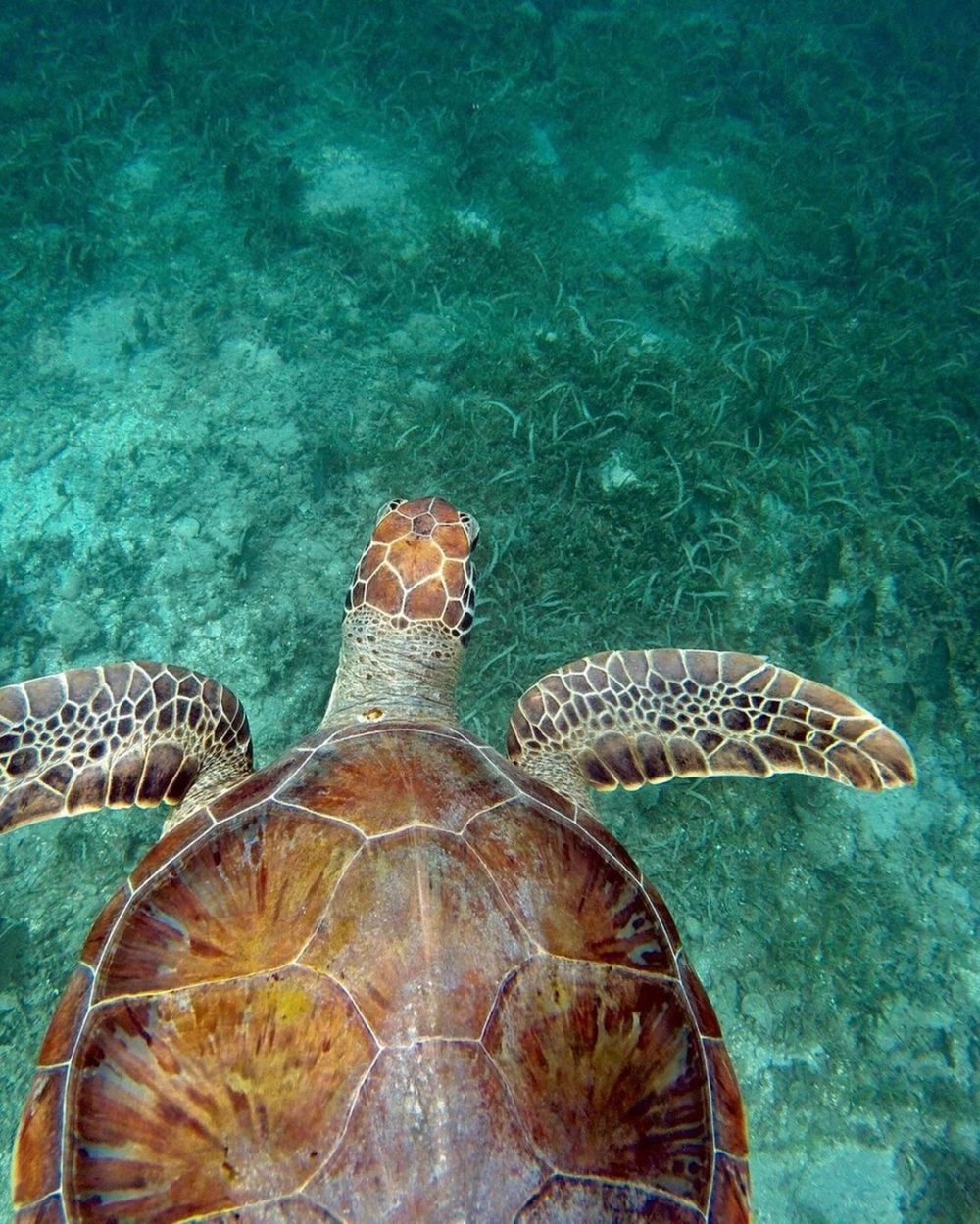 這裏能讓兒童體驗將剛孵化的海龜放回大海,十分具有教育意義