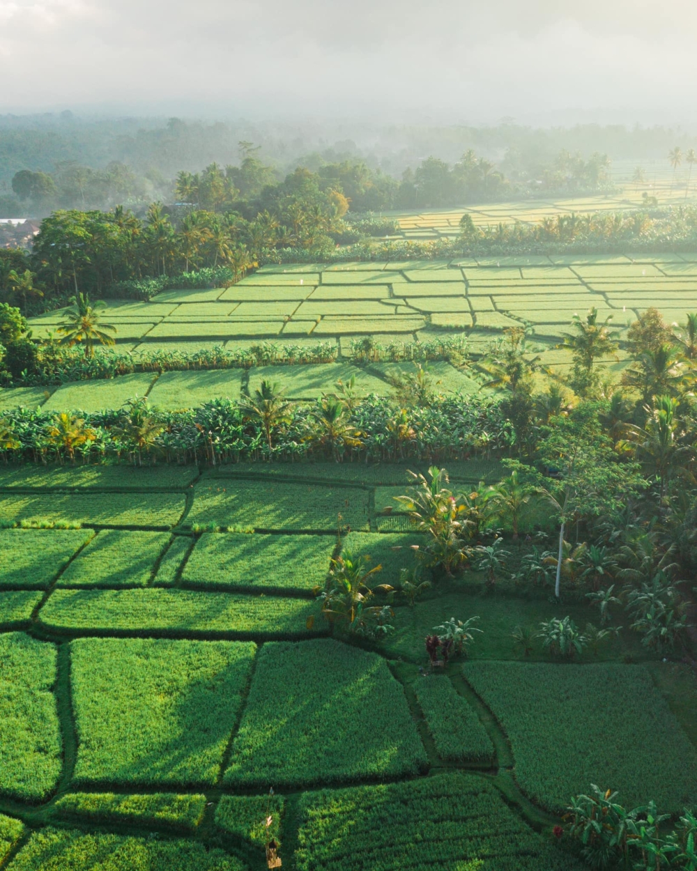 Tegalalang Rice Terrace被聯合國教科文組織列為世界遺產