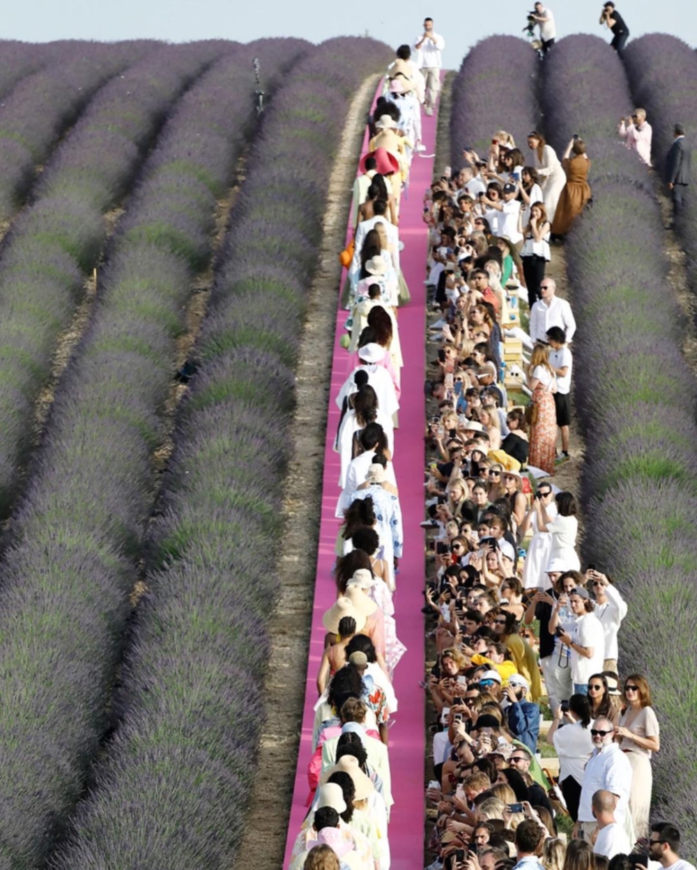 普羅旺斯薰衣草田