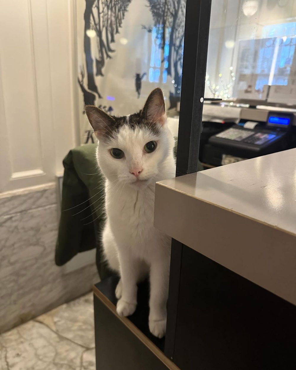 愛貓人可以一起表達對貓咪的思念