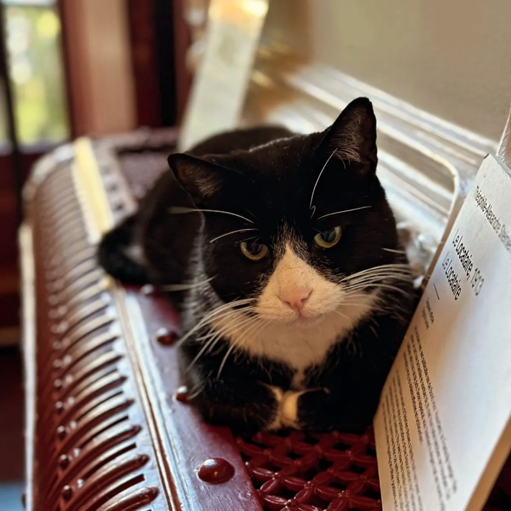 在Katten Kabinet裡面除了欣賞展品之外，也能看到許多慵懶的貓員工