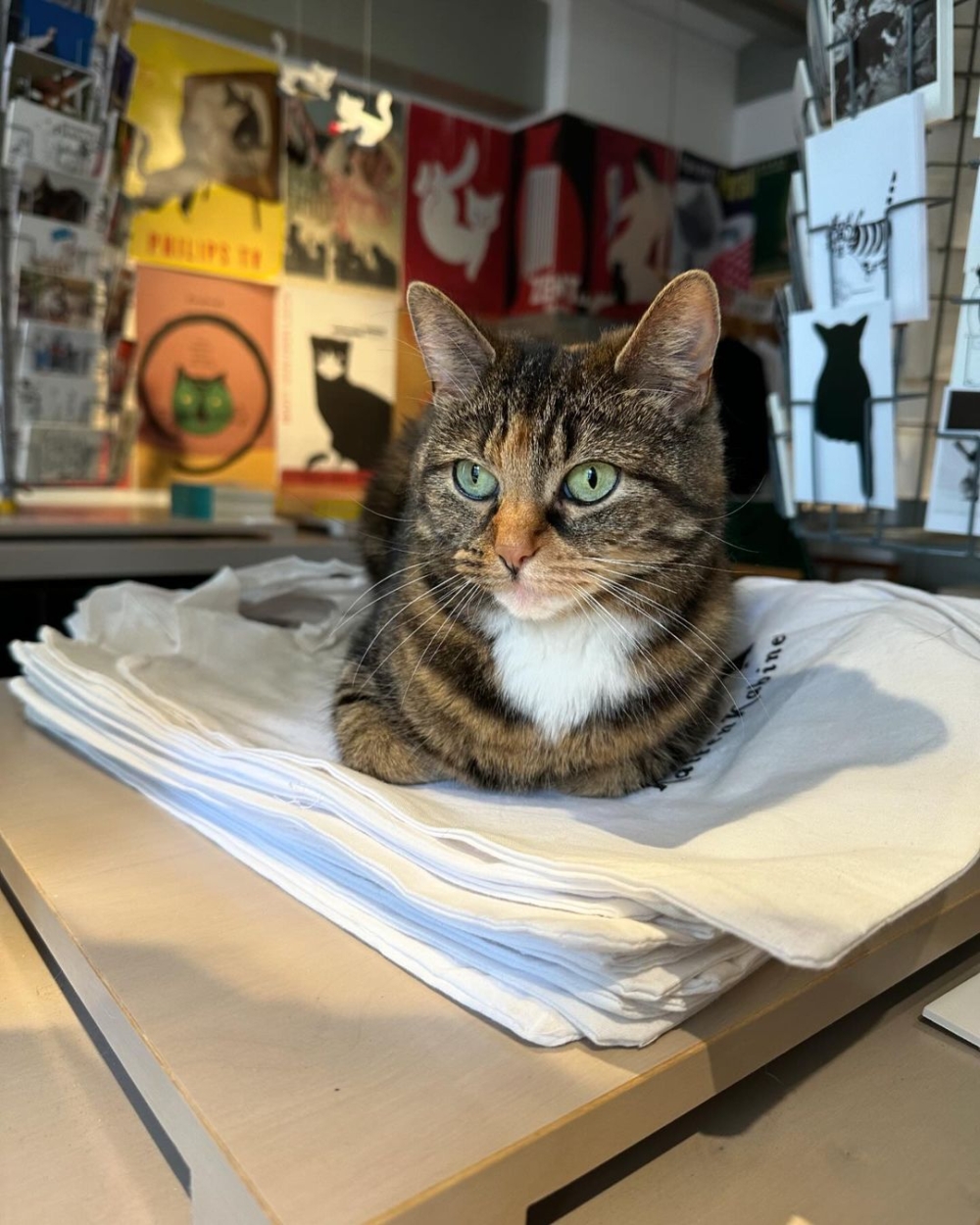 貓貓們在館中自在散步，躺在任何地方