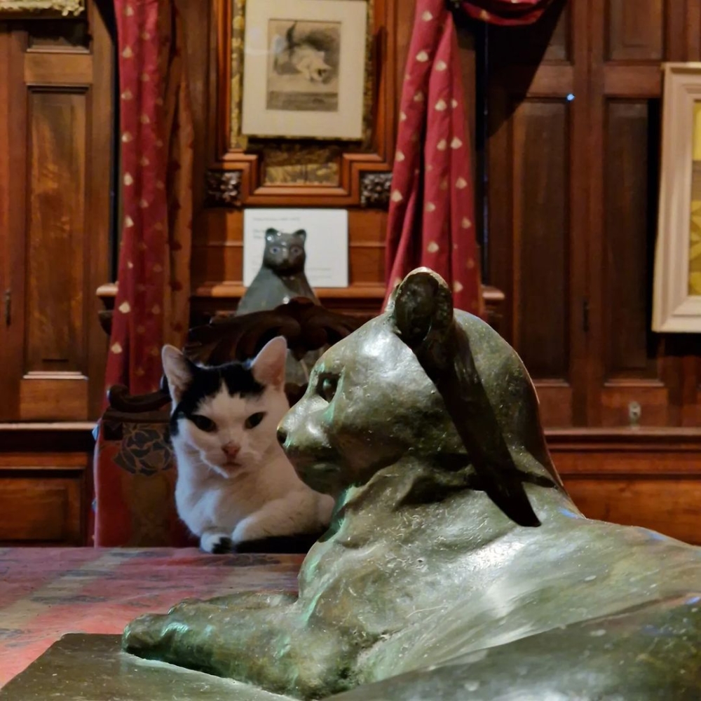 貓員工蜷縮在古董傢俱上看著展品