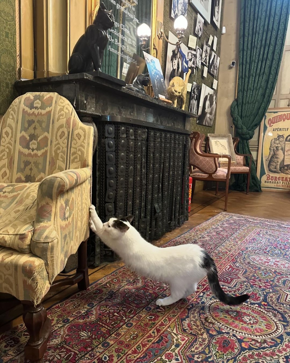 古董沙發成為貓貓伸懶腰的好地方