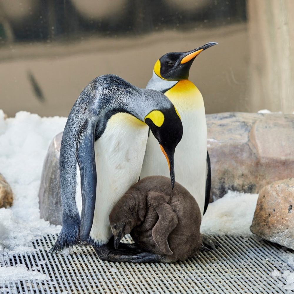 澳洲「企鵝巨嬰」Pesto