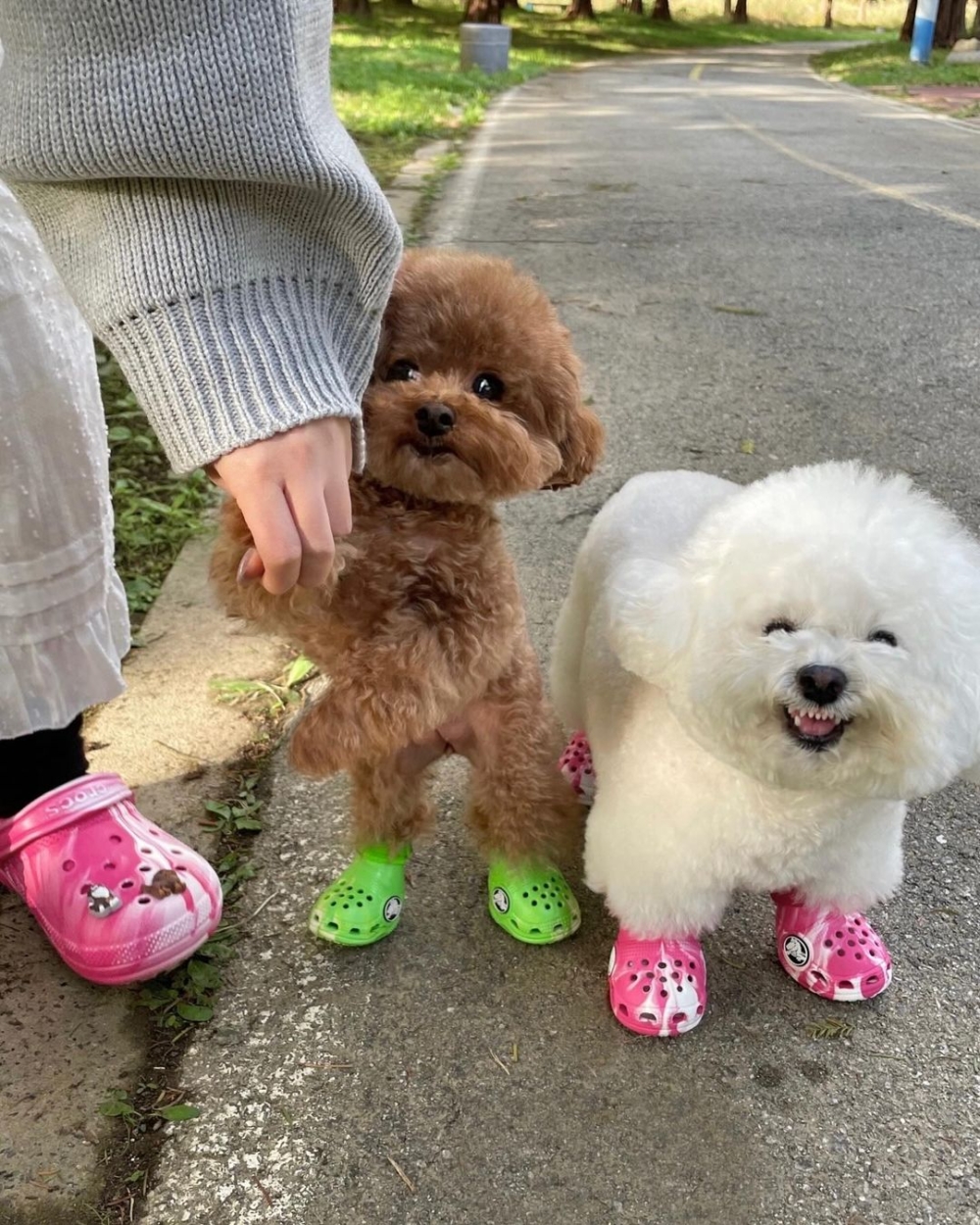 狗狗穿上Crocs鞋