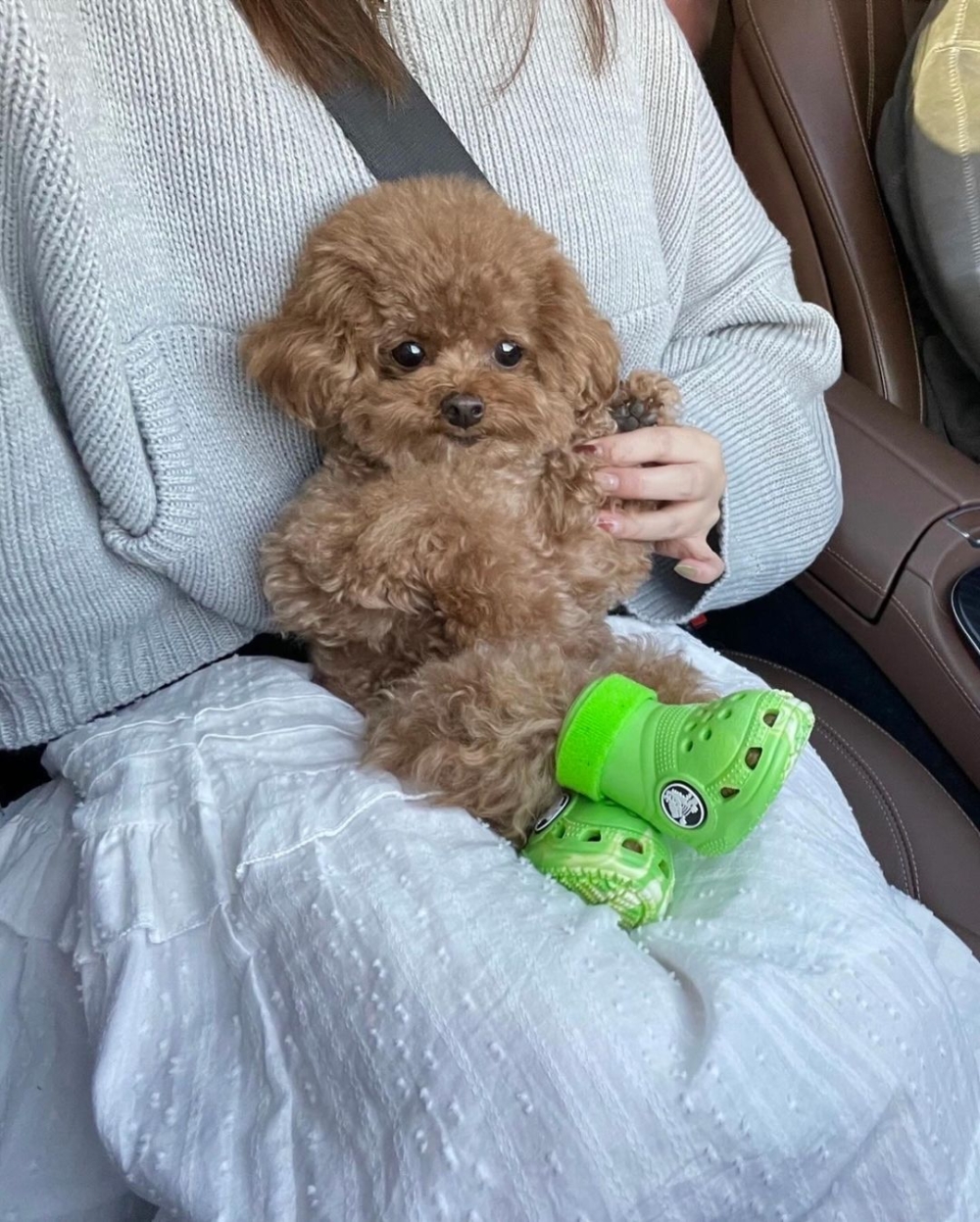 狗狗專屬鞋非常可愛