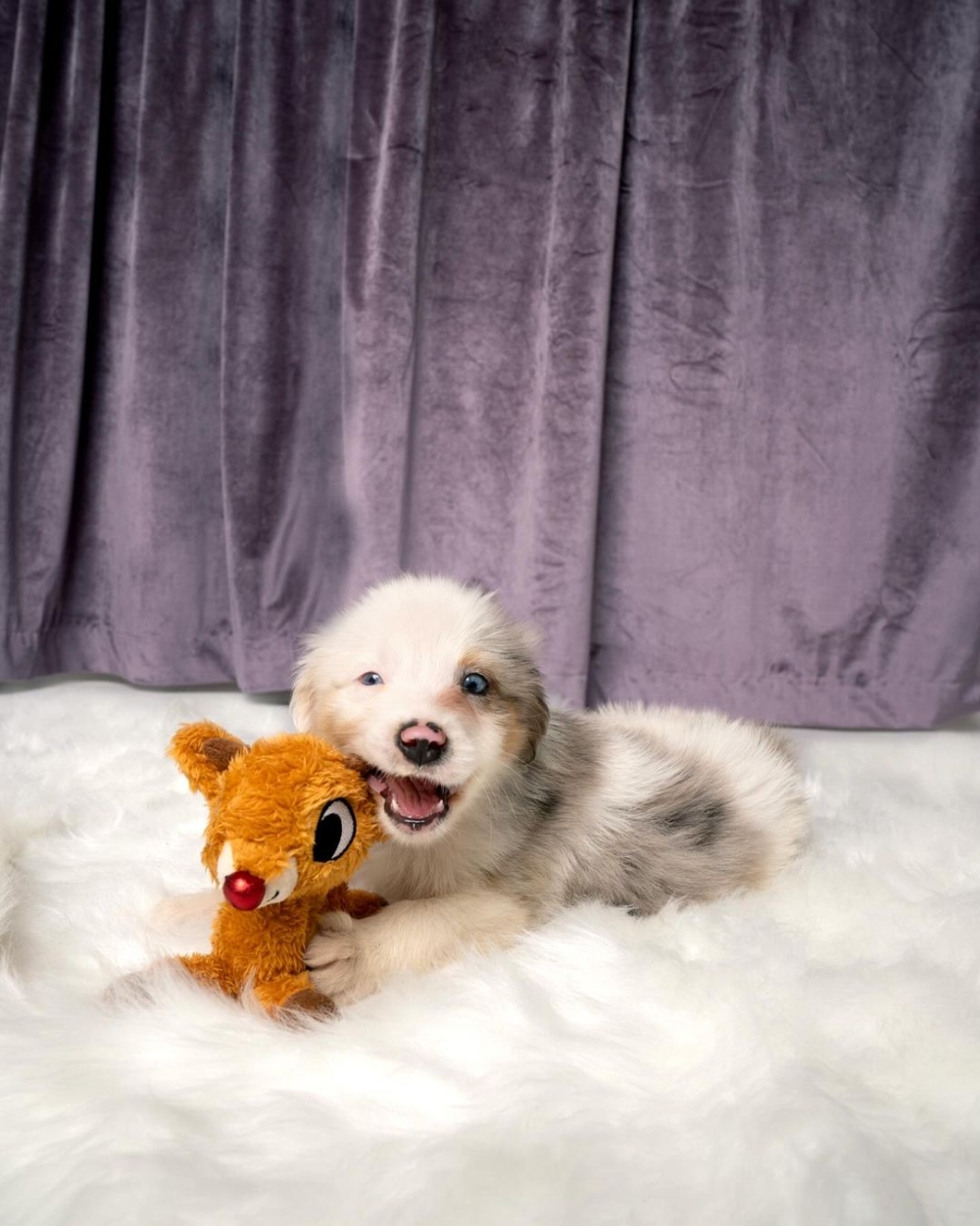 每隻狗狗也都有屬於他們獨一無二的個性及風格