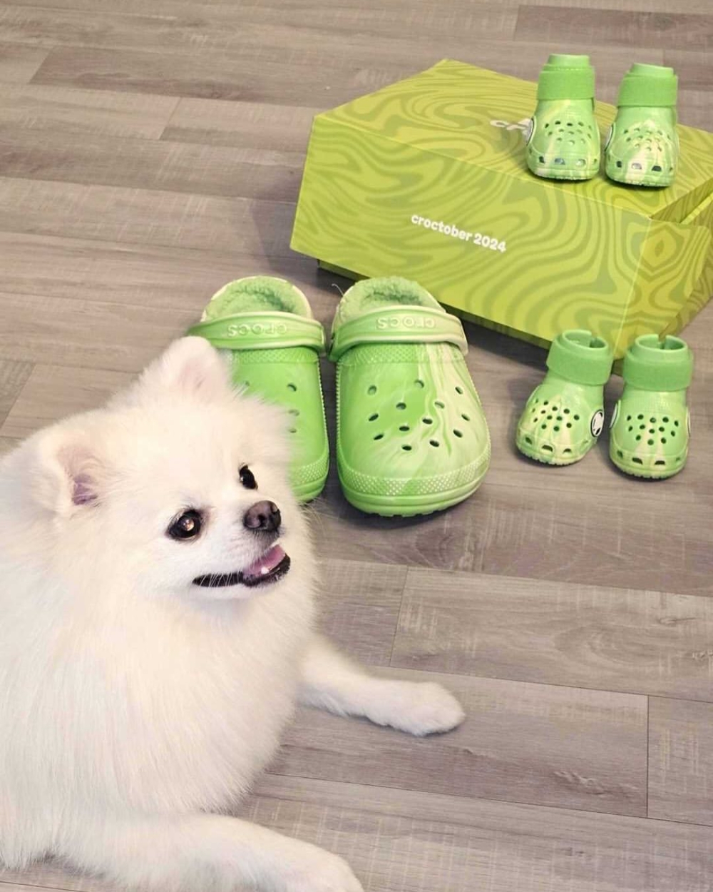 Crocs也可以和主人一起穿！