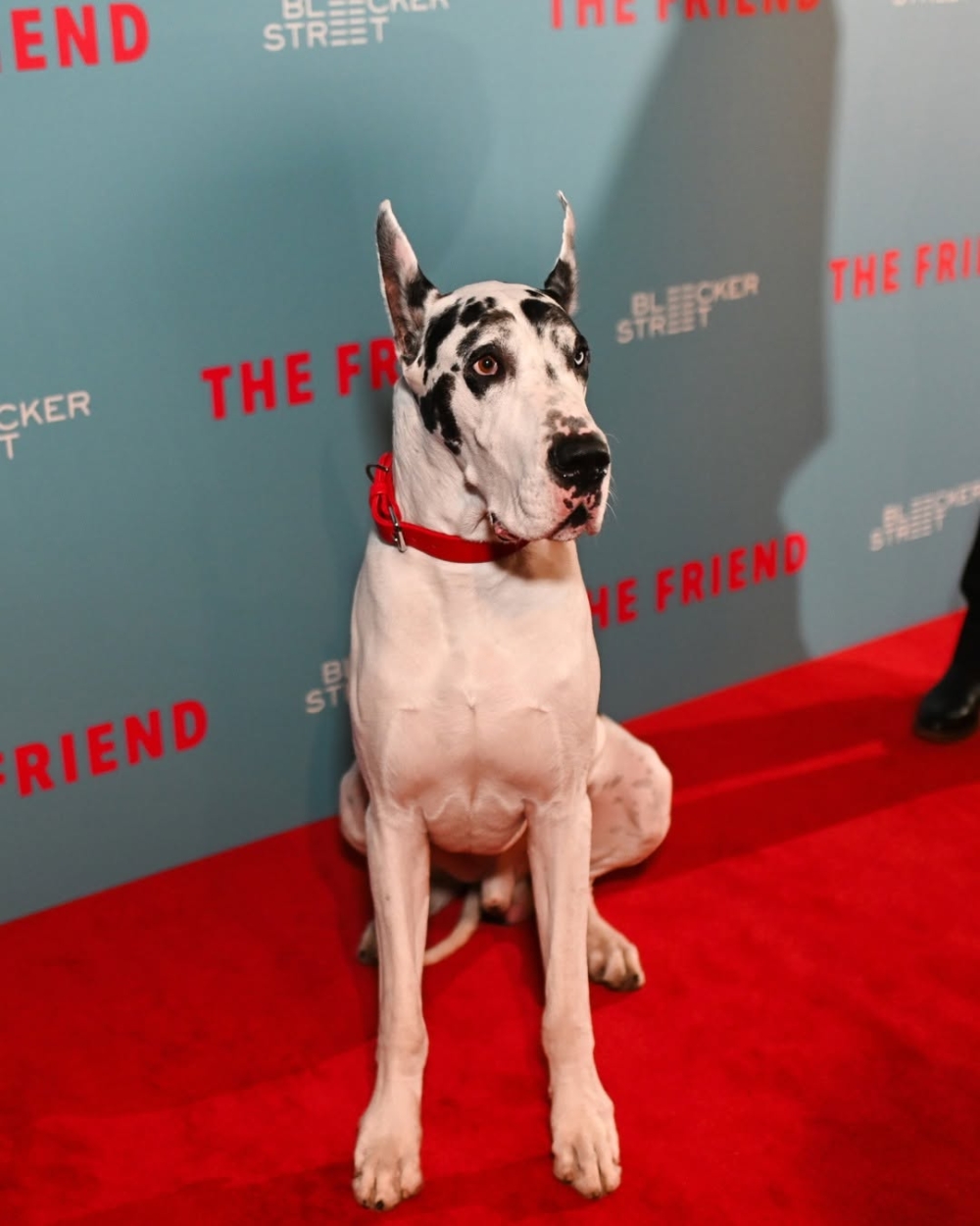 《The Friend》帶我們走向光明,教會我們接受失去、珍惜當下