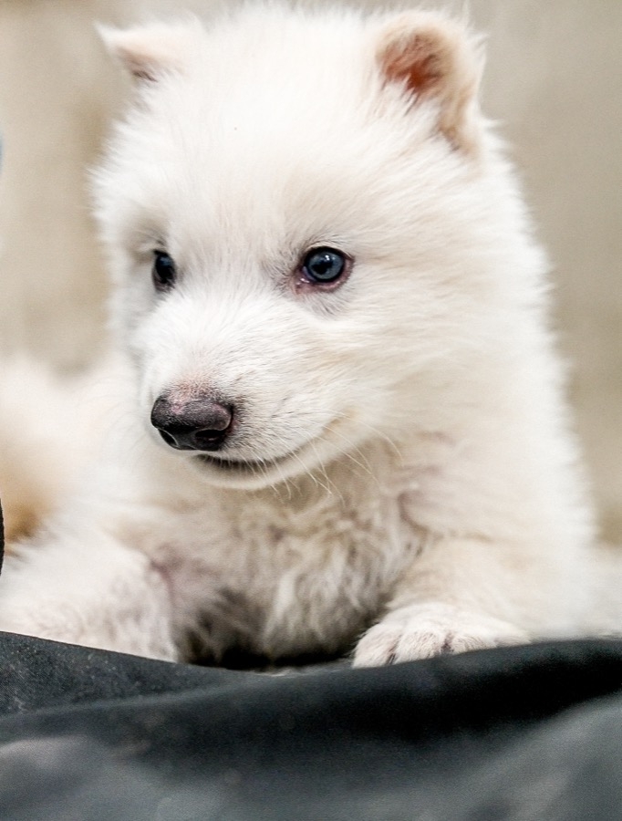 牠們的DNA相對完整且能安全使用代孕母體