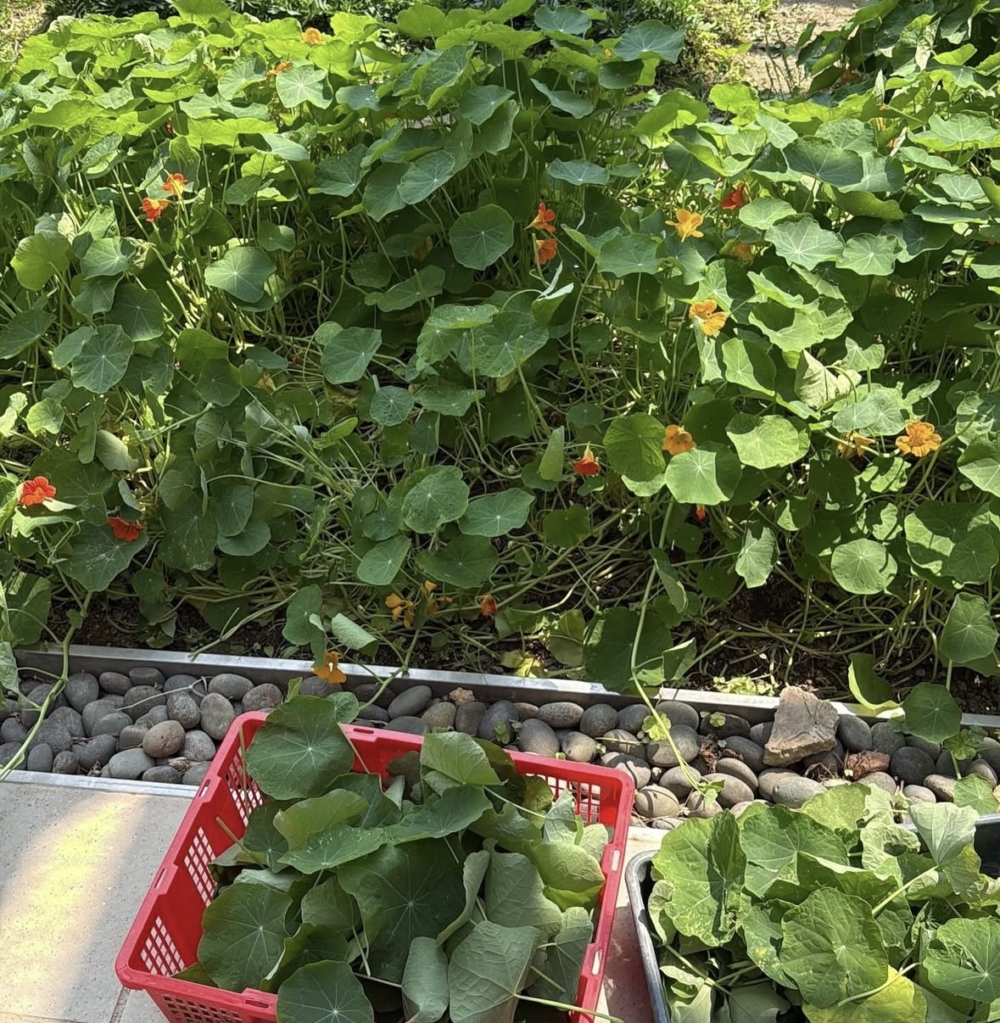 致力於將高品質的當地食材融入精緻餐飲。