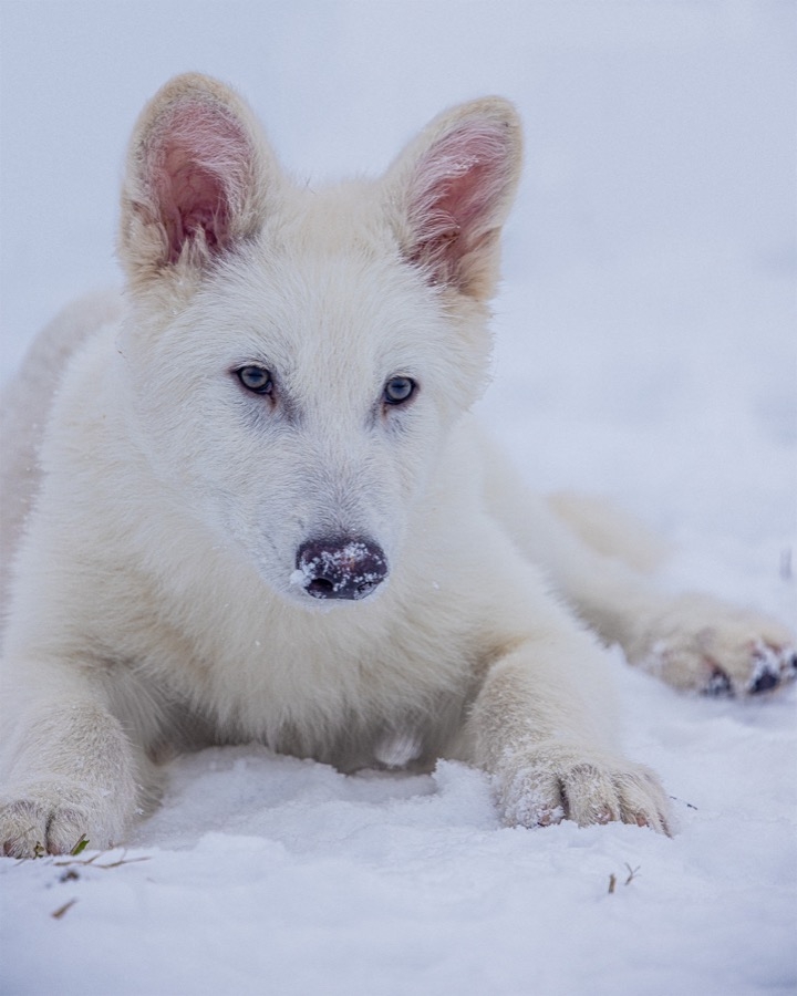 許多原住民領袖曾與他討論狼對他們土地與文化的深遠意義