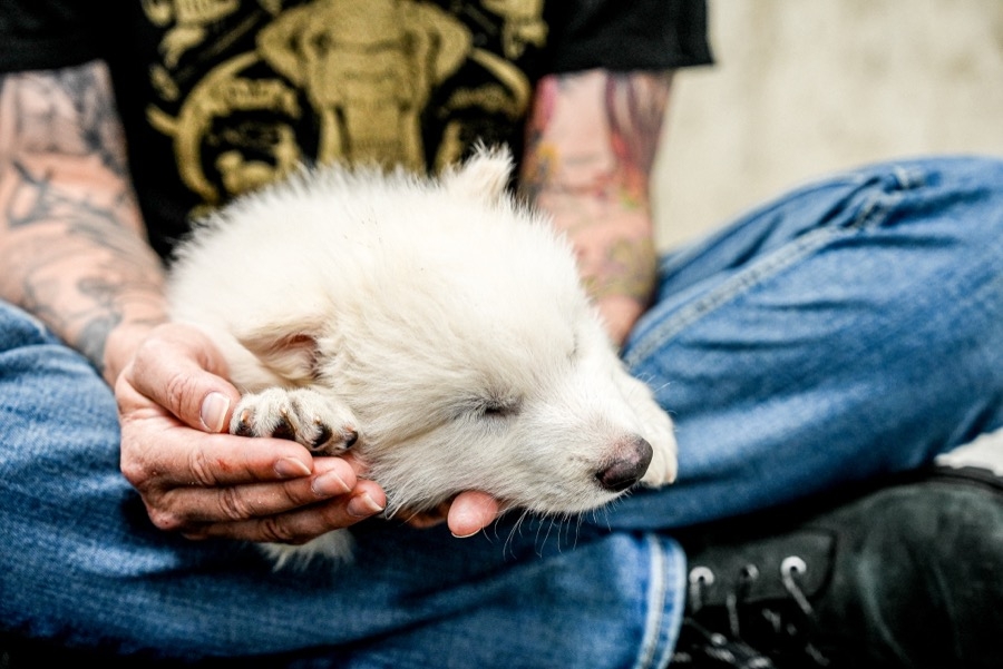 這些胚胎被植入代孕母犬的子宮中，經過數月的孕育，三隻小恐狼順利出生