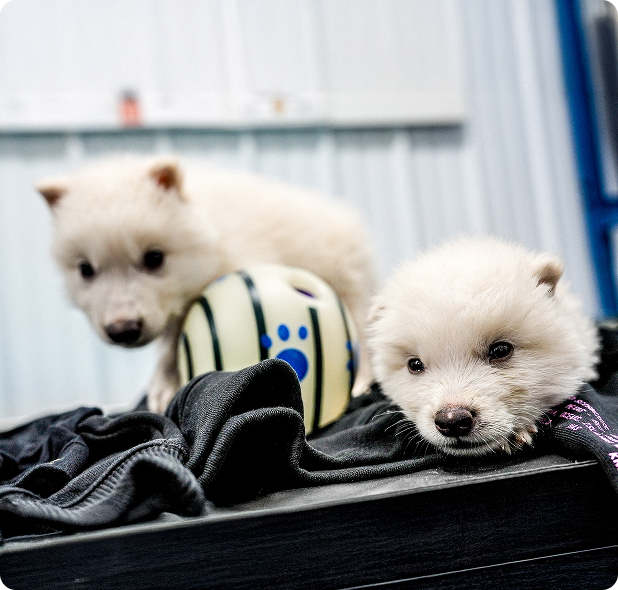 恐狼曾是更新世時期北美和南美洲的霸主