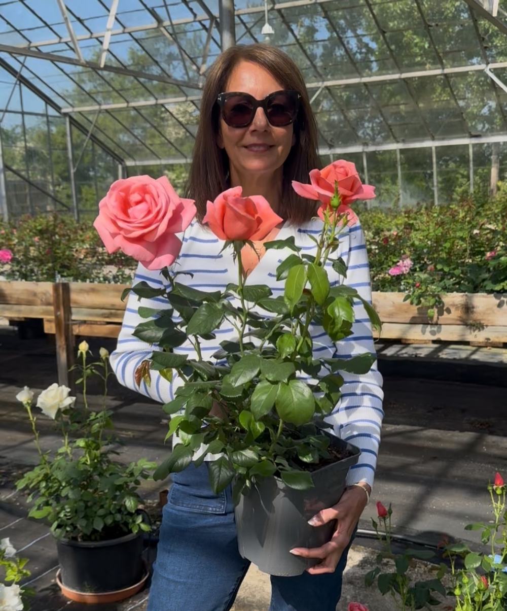 「凱瑟琳玫瑰」由英國玫瑰育種世家品牌Harkness Roses培育